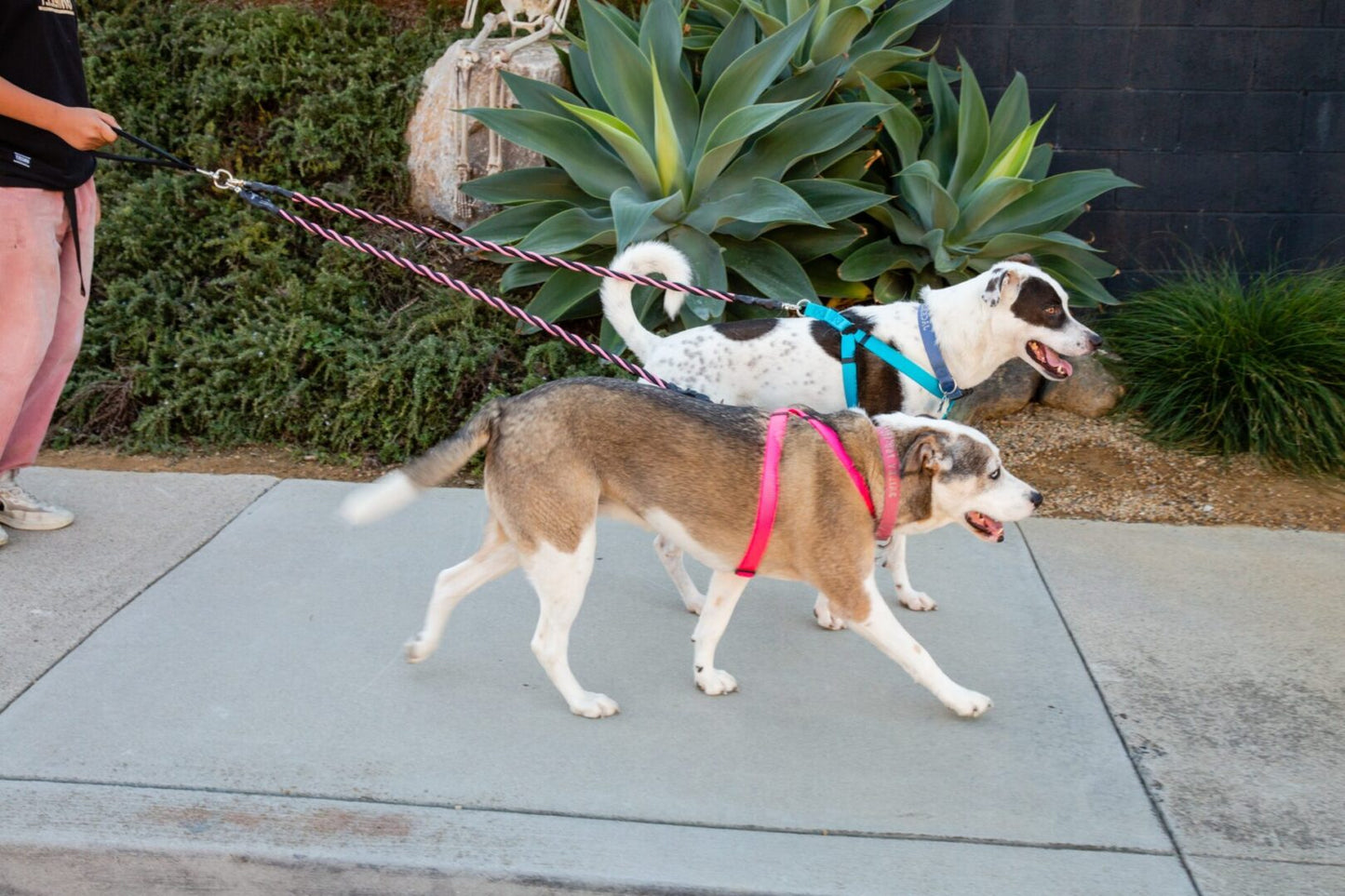 🔥Sista dagen: 50% RABATT!🔥🐕Dubbel Bungee Leash - 1:a steget träningsverktyg